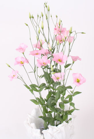 botanic pink tulip award2