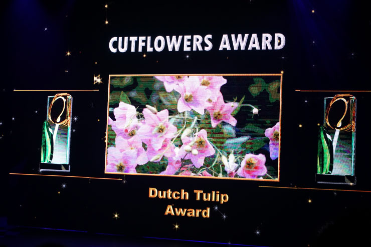 cutflowers award winner montana lisianthus