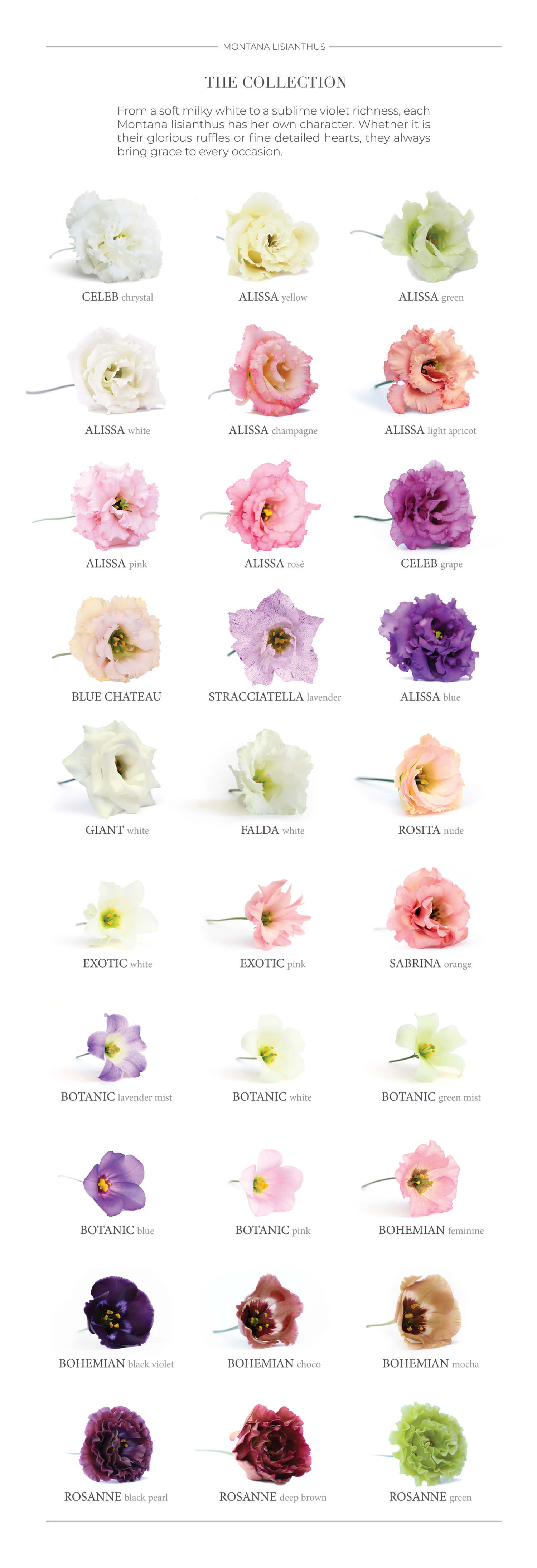 assorti lisianthus los