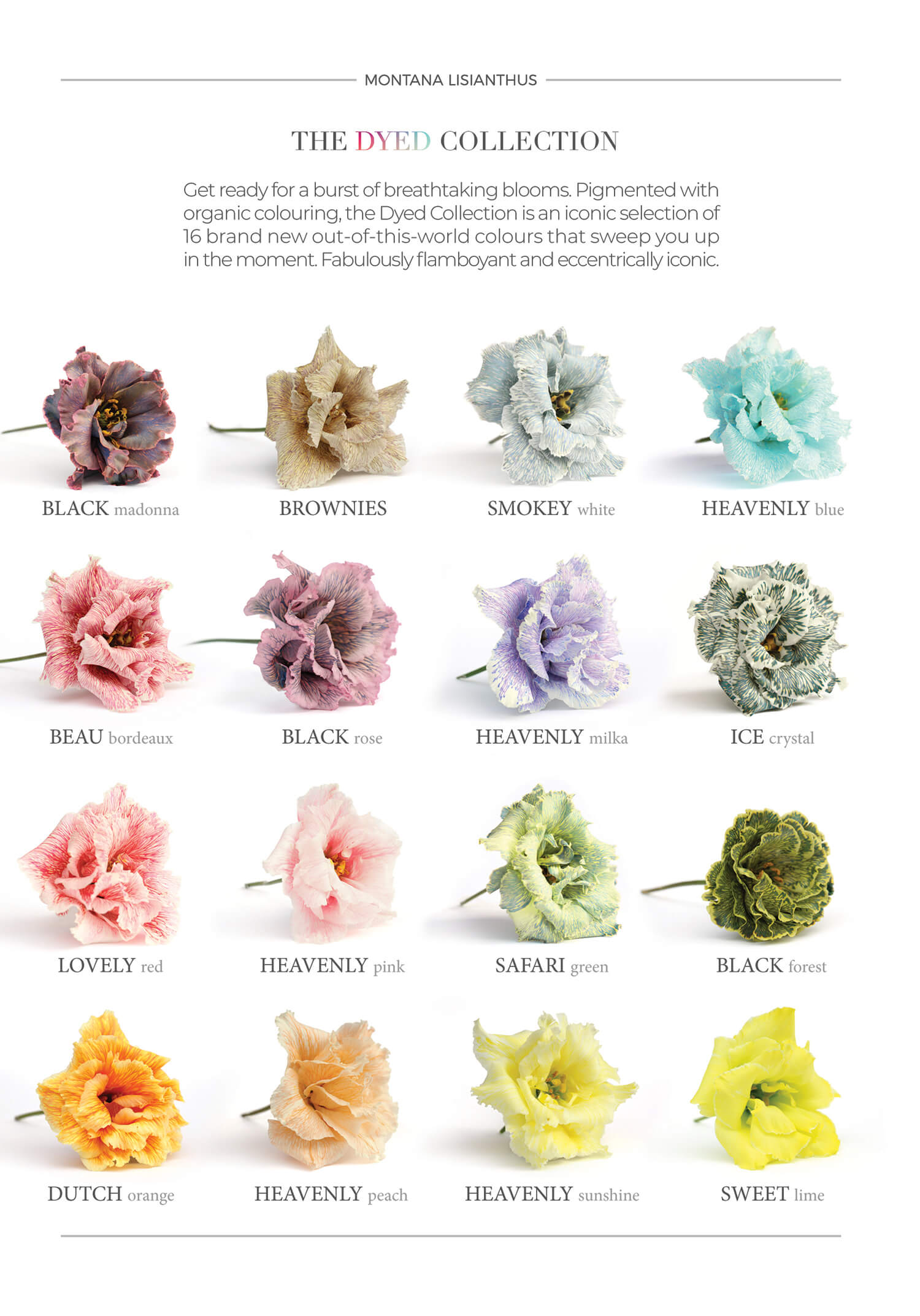 Montana Lisianthus dyed collection digital flyer