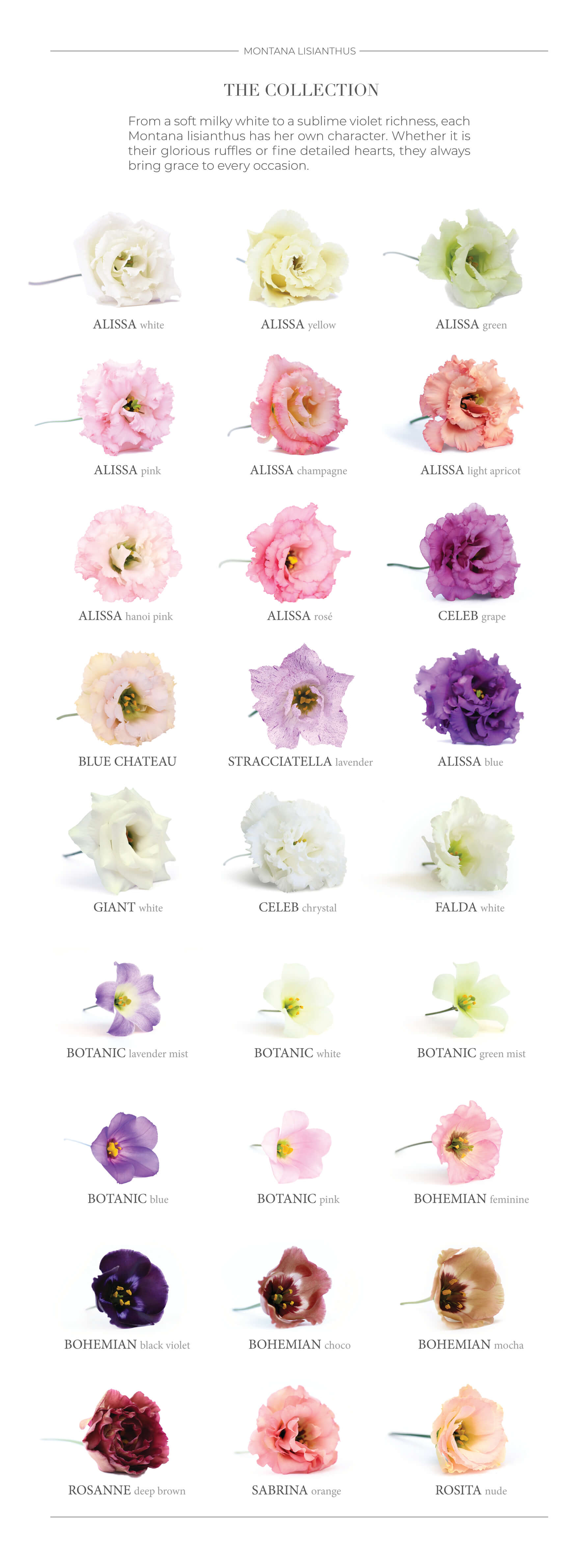 assorti lisianthus los