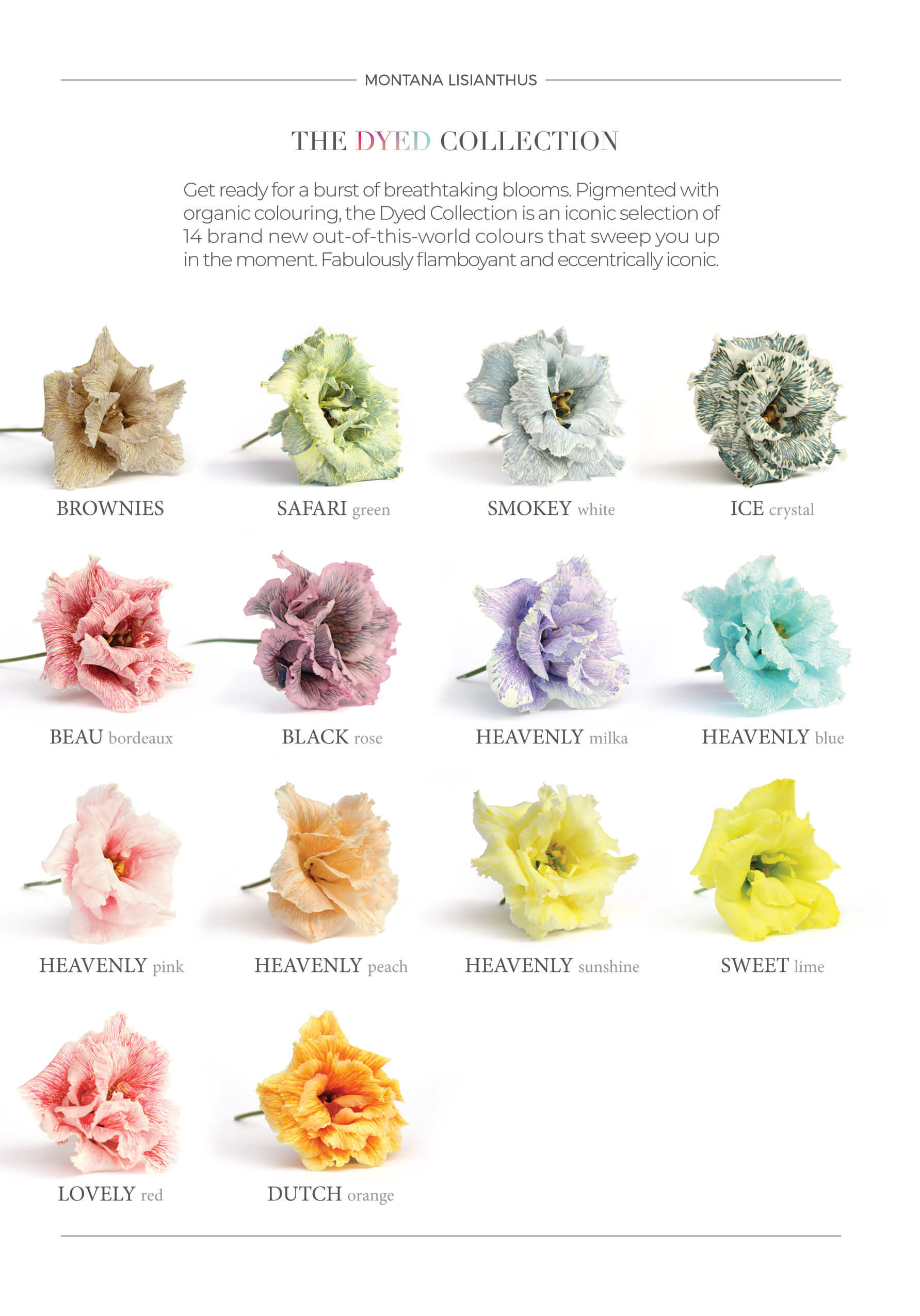 Montana Lisianthus dyed collection digital flyer