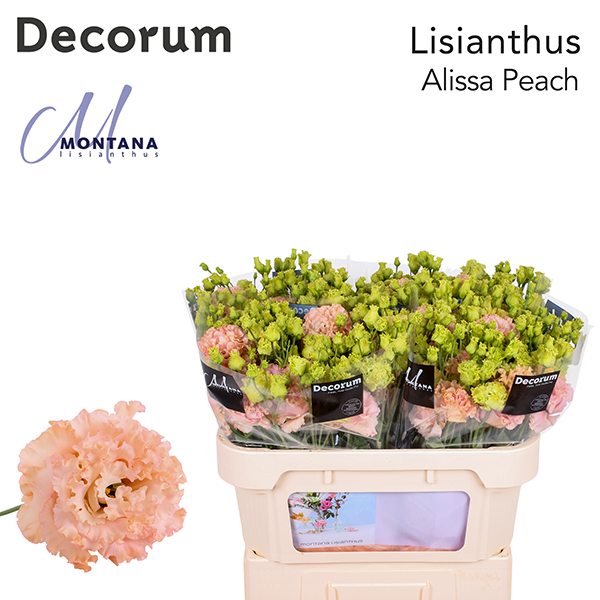 Lisianthus Alissa Peach