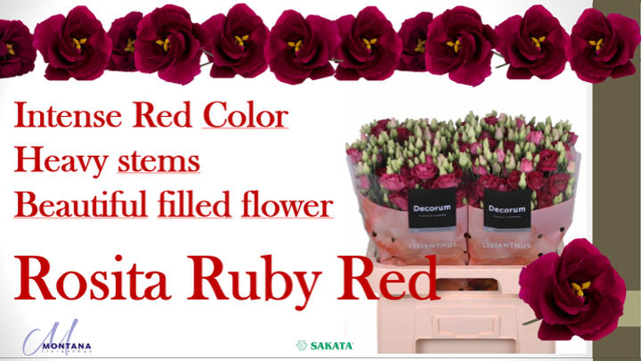 Montanas Alissa Hanoi Pink 2