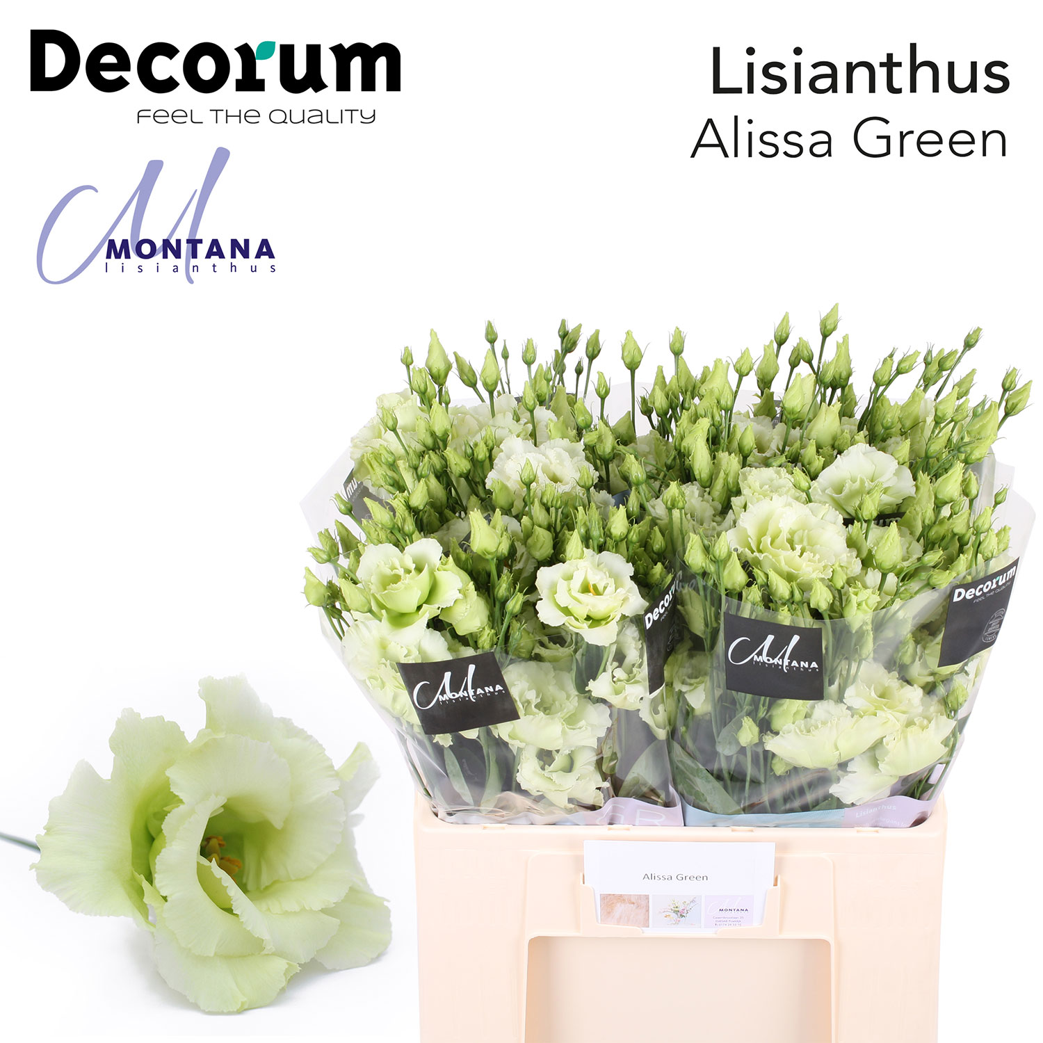 Alissa Green 998 2