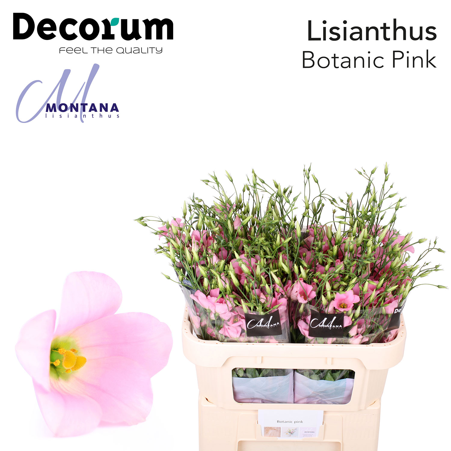 Botanic Pink 998