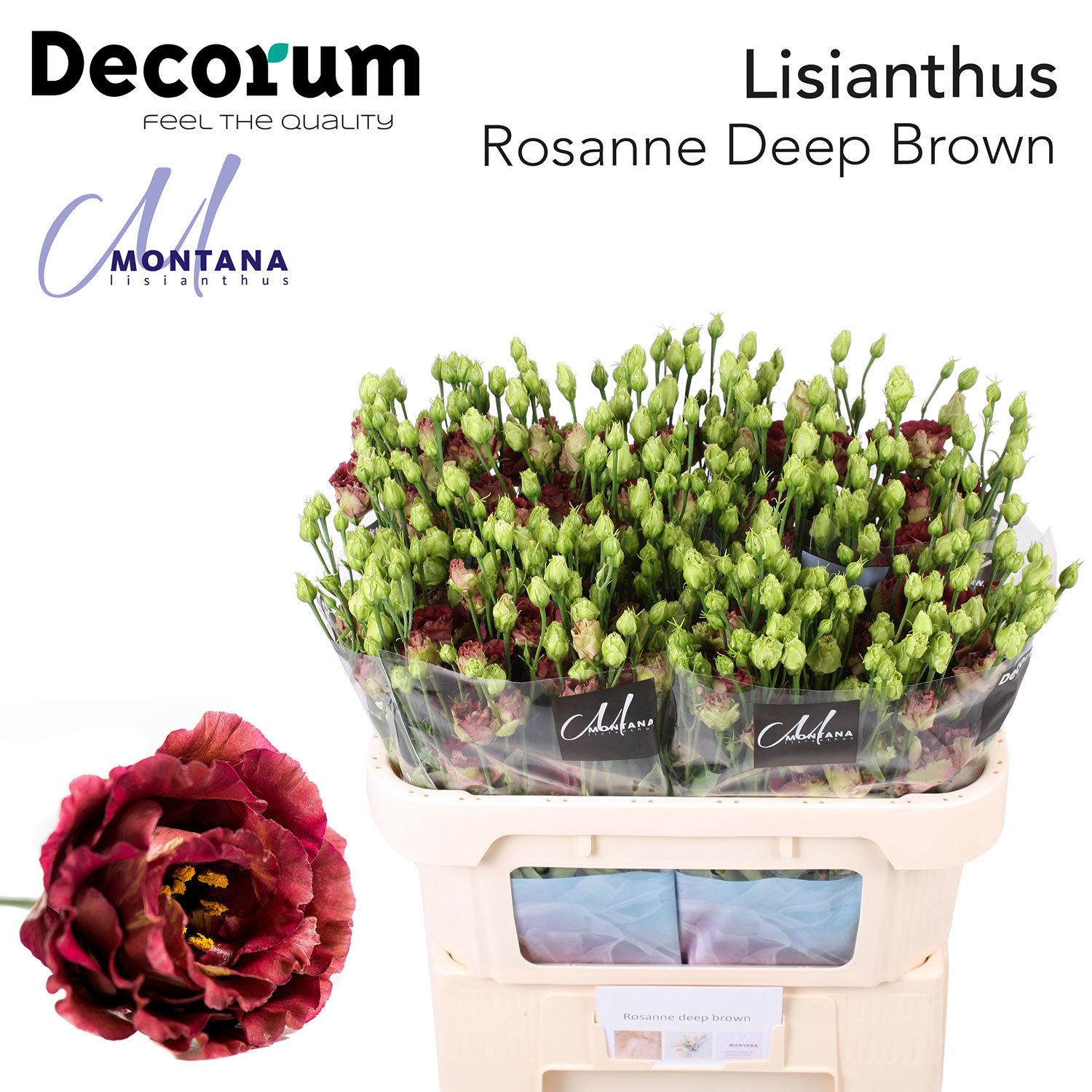 Rosanne Deep Brown 998