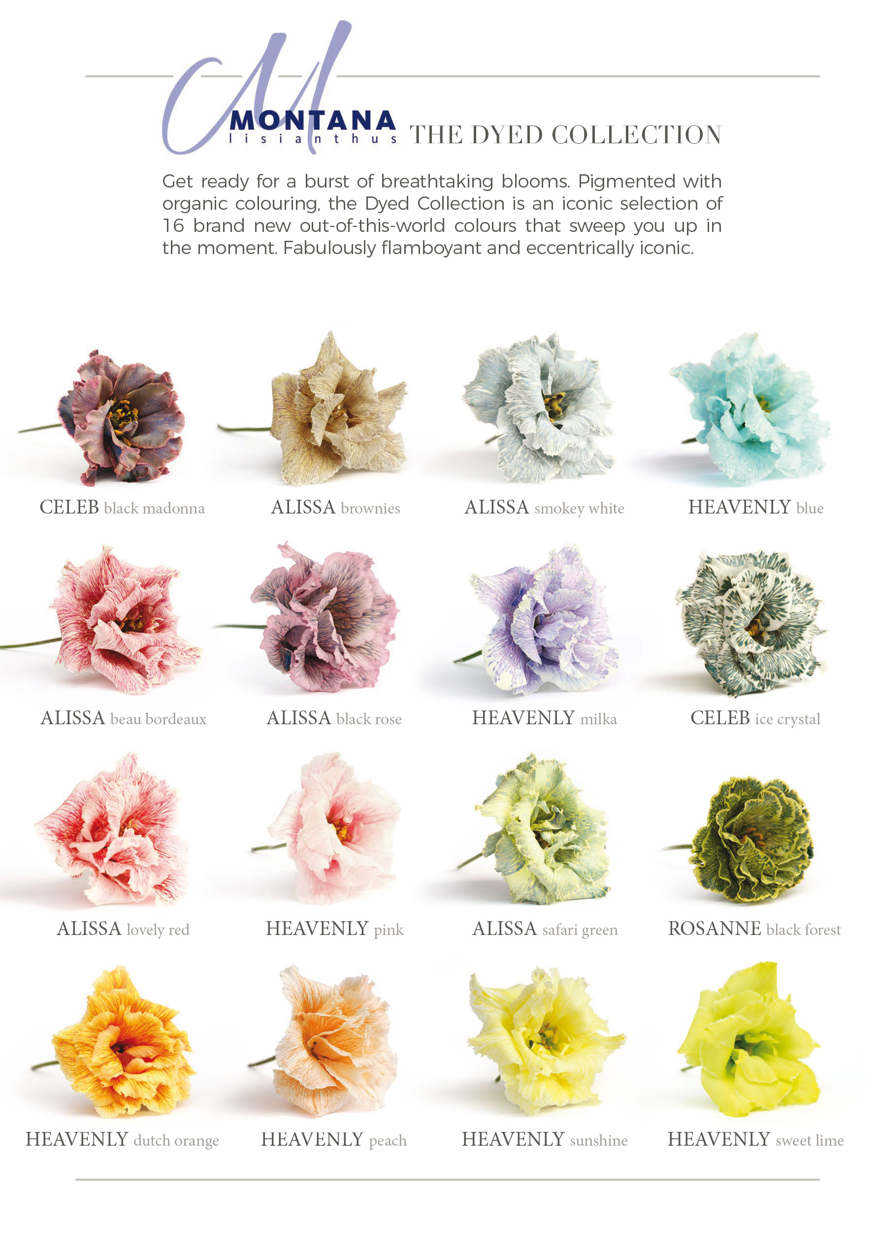 Montana Lisianthus dyed collection digital flyer