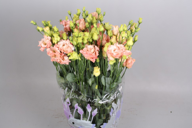 alissa light apricot assortiment
