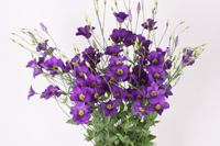 botanic blue assortiment