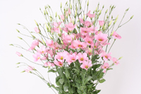 botanic pink assortiment
