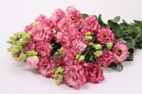 celeb madonna assortiment