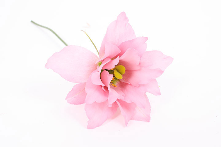 corelli rose liggend