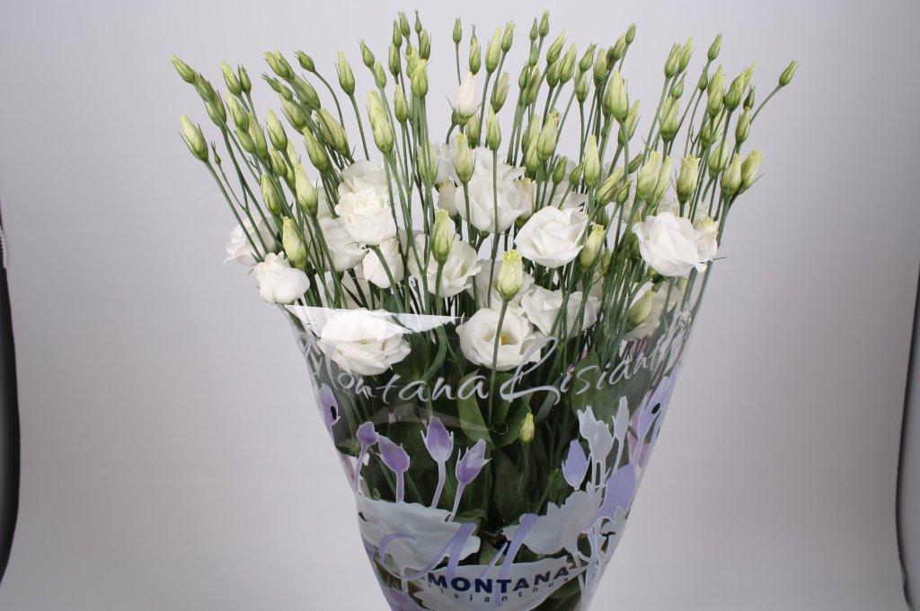 lisianthus rosita white