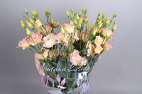 lisianthus alissa champagne