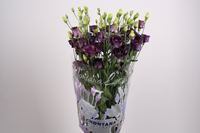 lisianthus rosanne black jewel