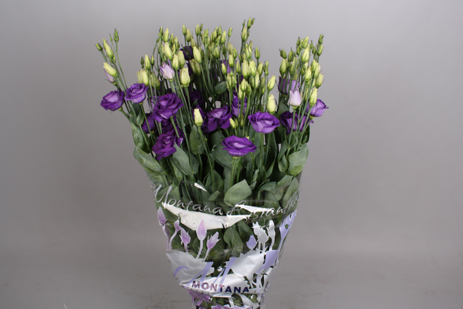 lisianthus rosita blue