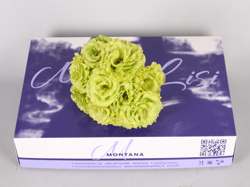 monolisi green IMG 1457
