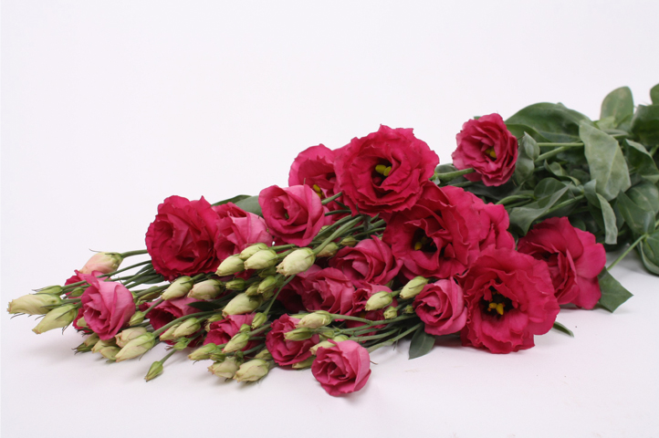 rosita red liggend